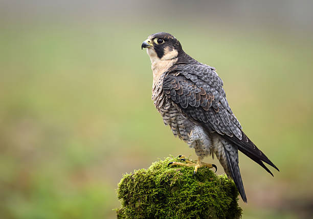 istock Peregrine Falcon ( Falco peregrinus )  close up 2212211767