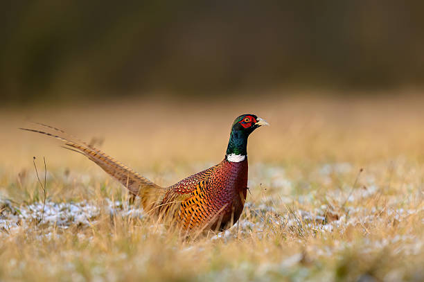 istock Ringneck Pheasant (Phasianus colchicus) male close up 2212212604