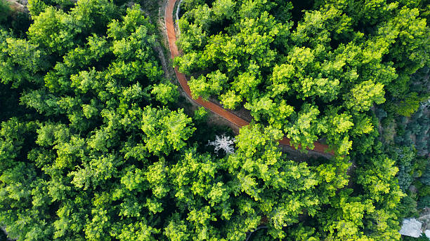 Rural road in the forest