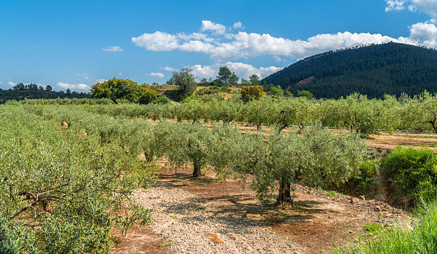 istock Beautiful olive tress in a field 2212214480