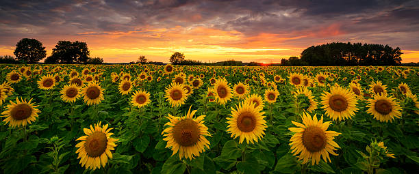 istock Beautiful sunset over sunflowers field 2212214488