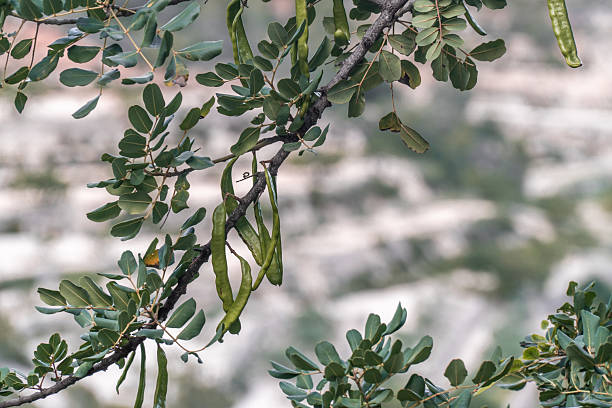 Green carob pods, ripening on the tree