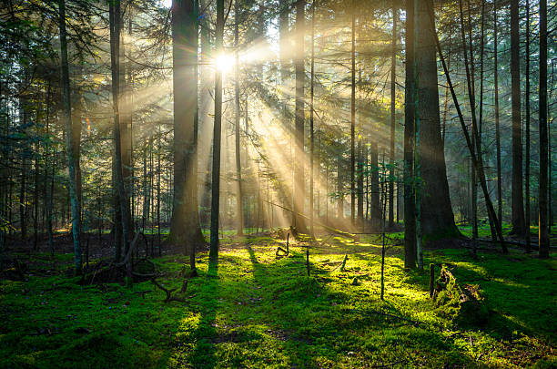istock Beautiful sunny morning in green forest 2212214597