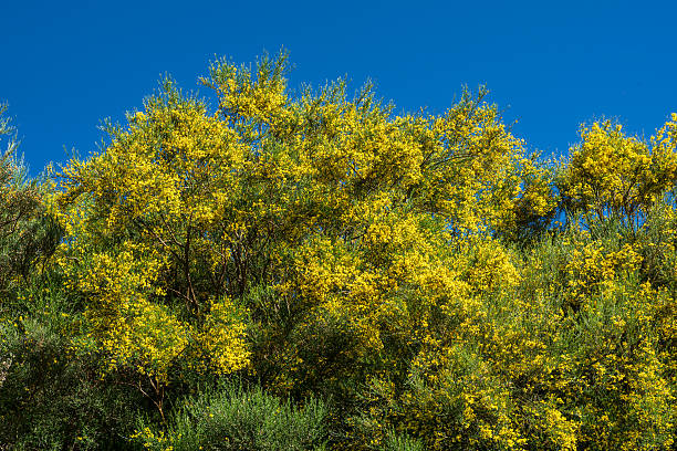 istock Broom in the mountains 2212214738