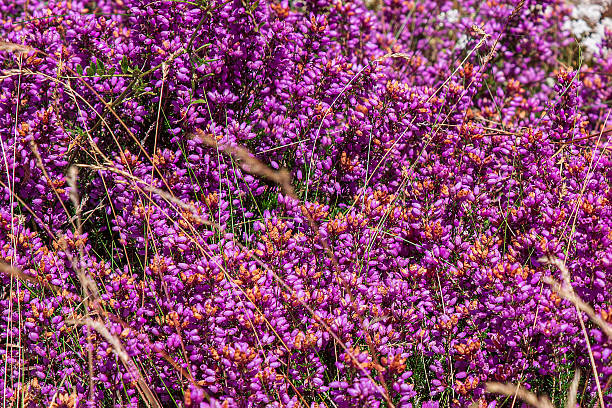 Texture of mauve flowers of heather under the sun