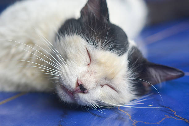 Lazy British Short Hair cat sleeping on a couch in a flat with her face squashed as she is fully relaxed