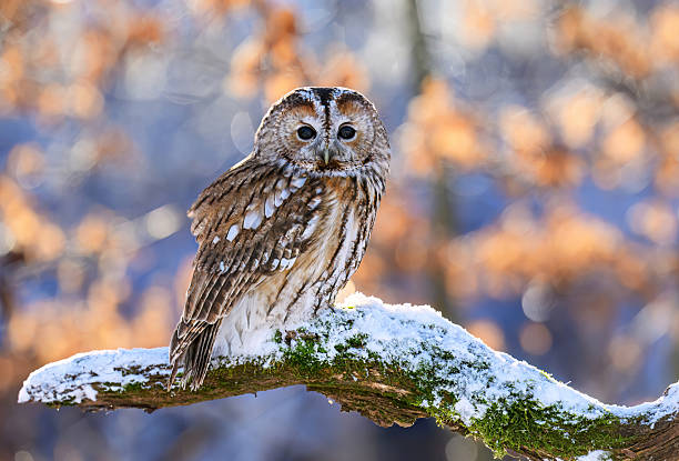 istock Tawny owl ( Strix aluco ) sitiing in winter scenery 2212216155