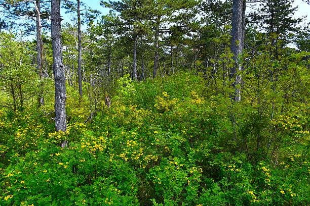 Blooming azalea in Spring in woodlands