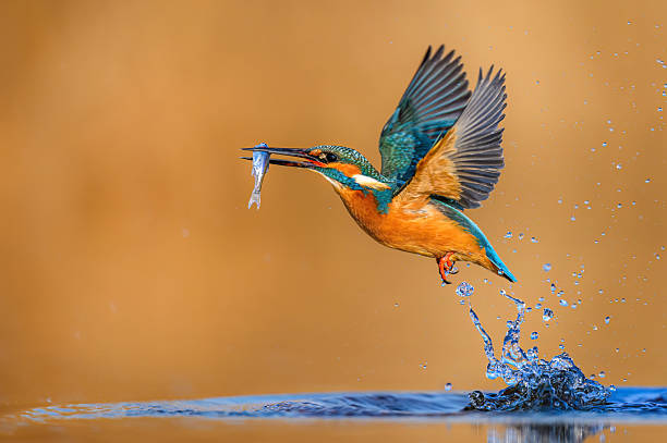 istock European Kingfisher ( Alcedo atthis ) close up 2212216247