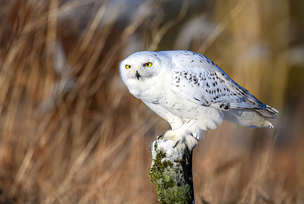 istock Snowy owl ( bubo scandiacus ) close up 2212217130