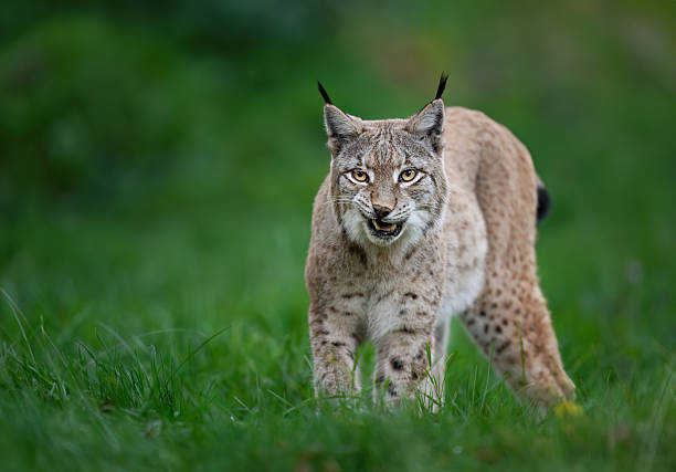 istock Eurasian lynx ( Lynx lynx ) close up 2212217131