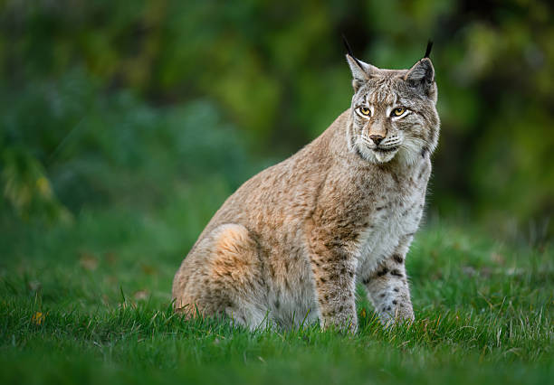 istock Eurasian lynx ( Lynx lynx ) close up 2212218232
