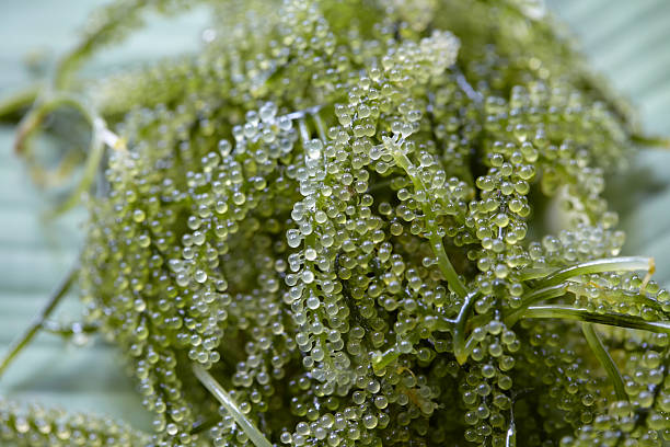 Close-up view of Sea Grapes