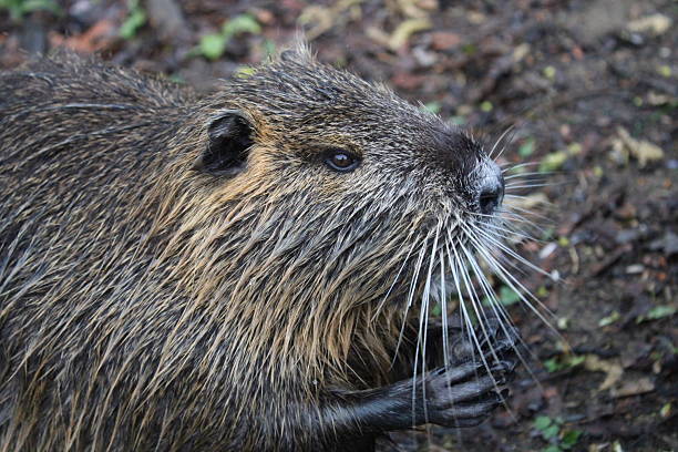 istock A nutria on the Vltava bank, Prague 2212220519