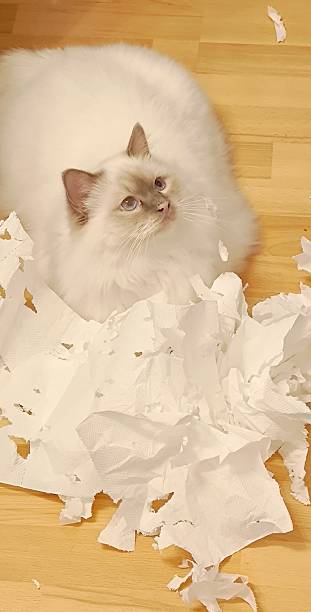istock A curious white Birman cat, having torn toilet paper into small pieces, is resting on the laminate. 2212220718