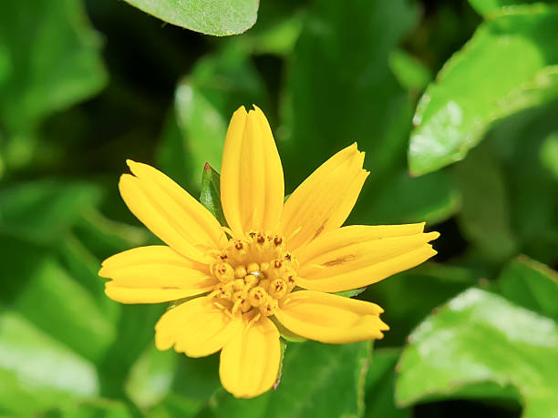 istock Wedelia chinensis flowers 2212220835