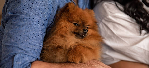 istock Brown Pomeranian puppy in a man's arms 2212220921