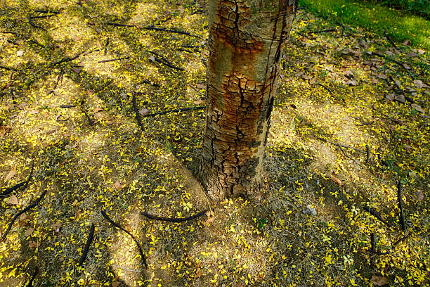 istock Tree Trunk Surrounded by Yellow Petals and Fallen Branches on Ground 2212221094