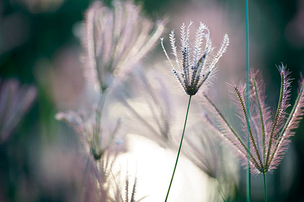 istock Delicate Nature Scene with Soft Grass Blades in Evening Light 2212221224