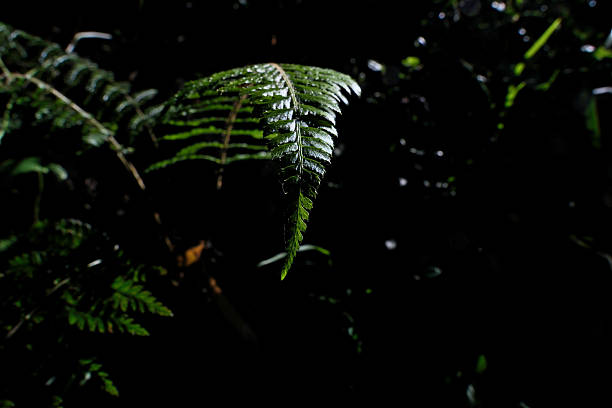 Close-up of three young fern leaves, one starting to unfold, against a black background. The bright green texture and curling fronds create a striking natural composition. Copy space