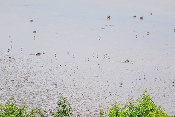istock Coastal Mudflat Landscape with Mangrove Vegetation at Low Tide 2212222930