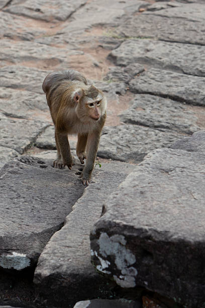 Mother and baby monkeys are feeding in old temple.Kuala Lumpur - Malaysia.