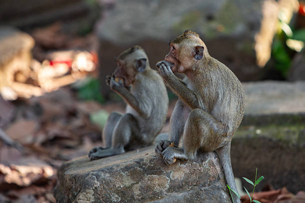 istock The Angkor temple 2212223261