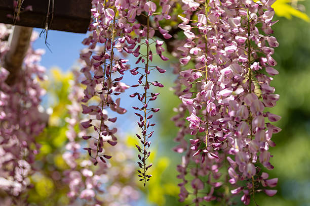 istock wisteria flowers 2212223523