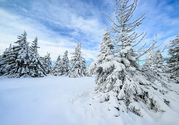 Beautiful winter landscape with frozen trees