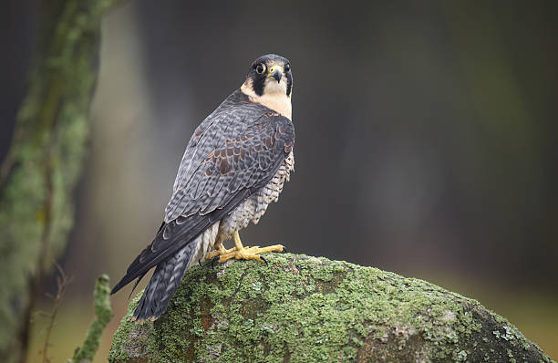 istock Peregrine Falcon ( Falco peregrinus )  close up 2212225712