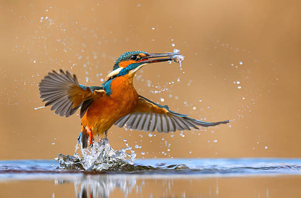 istock European Kingfisher ( Alcedo atthis ) close up 2212226300