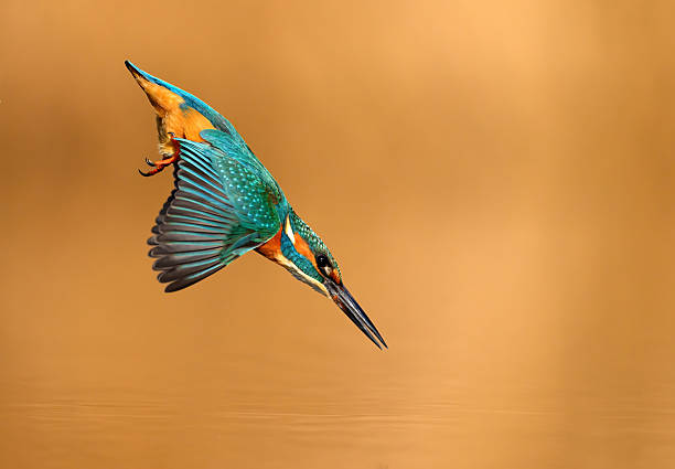 European Kingfisher ( Alcedo atthis ) close up