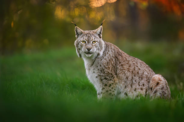 istock Eurasian lynx ( Lynx lynx ) close up 2212226720