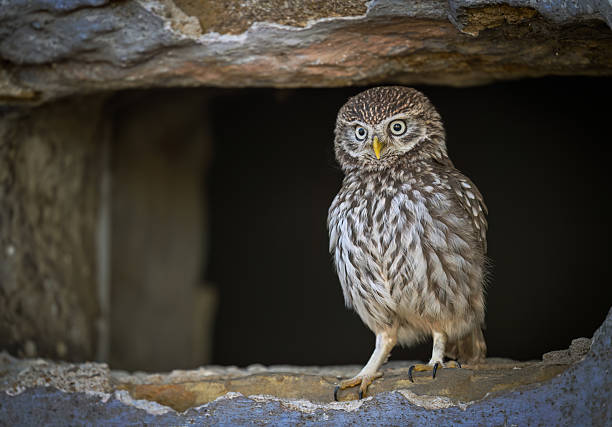 Little owl ( Athene noctua ) close up