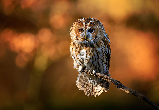 istock Tawny owl ( Strix aluco ) sitiing in the forest 2212227268