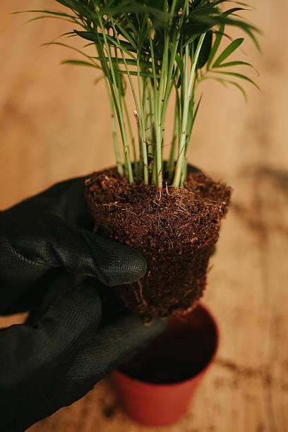 istock Transplanting an Indoor Plant into a Red Pot 2212227414