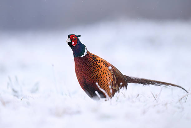 istock Ringneck Pheasant (Phasianus colchicus) male close up 2212227502
