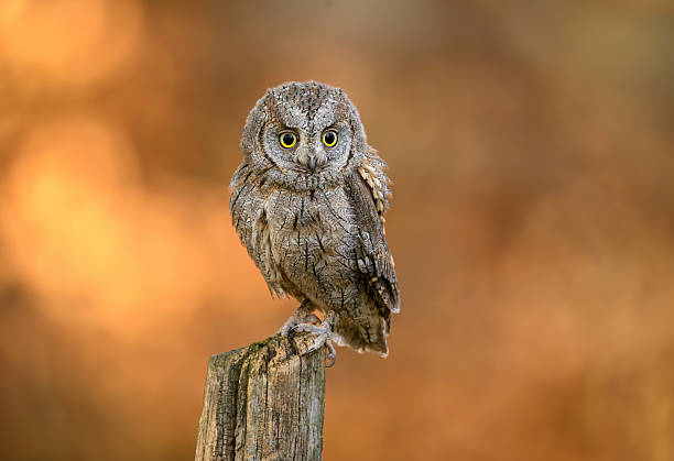 istock European scops owl ( Otus scops ) 2212229289