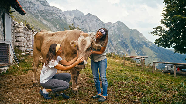 istock Two Women Caring for a Cow on a Highland Farm 2212229507