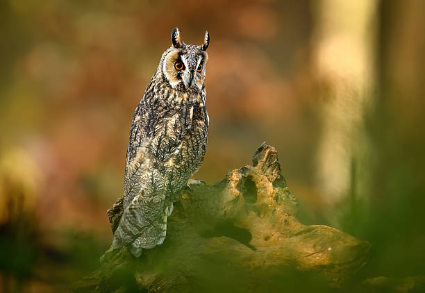 Long eared owl ( Asio otus ) close up
