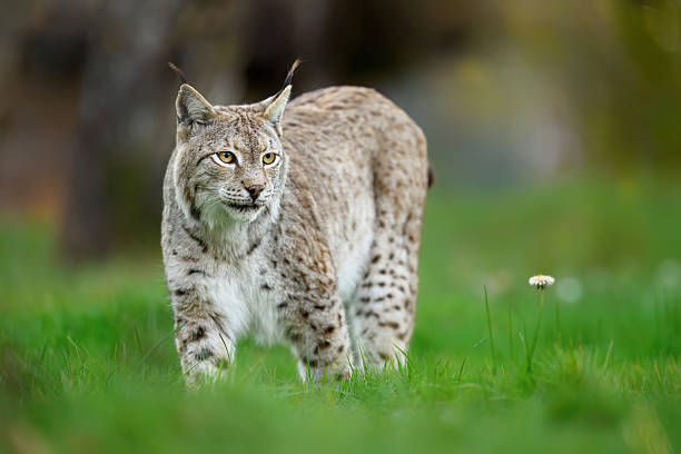 istock Eurasian lynx ( Lynx lynx ) close up 2212229536