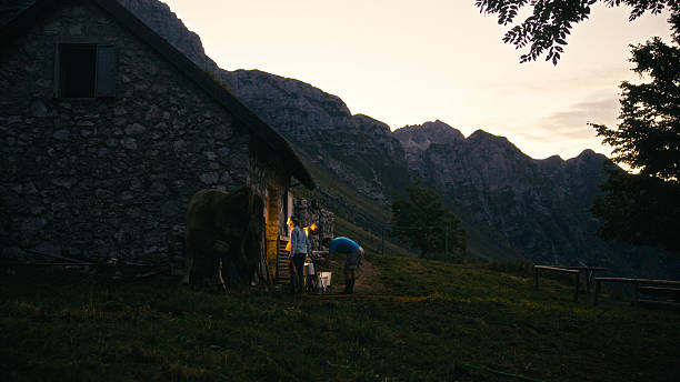 Farm Workers with Milk Cans and Cow Near a Rustic Stone Farm Building in a Mountainous Landscape. Warm Light Spills from the Building's Entrance,Illuminating the Immediate Area and Suggesting Morning Chores or Activity. This Scene Evokes the Quiet Essence of Traditional Dairy Farming and Rural Life in the Highlands