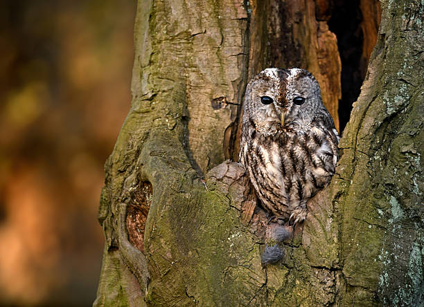 Tawny owl ( Strix aluco ) sitiing in forest