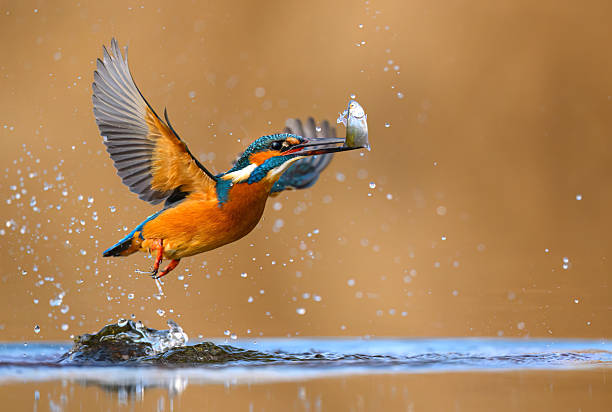 istock European Kingfisher ( Alcedo atthis ) close up 2212230204