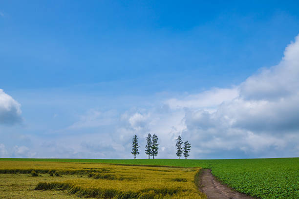 Mild Seven Hill, Biei, Hokkaido