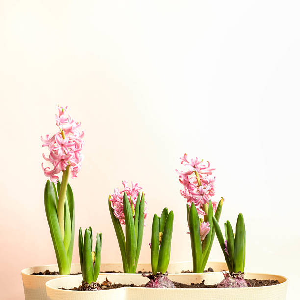 Several hyacinths at different stages of blooming lined up against neutral background, representing natural cycles, growth, seasonal changes, education topics, eco concepts, home gardening, renewal.