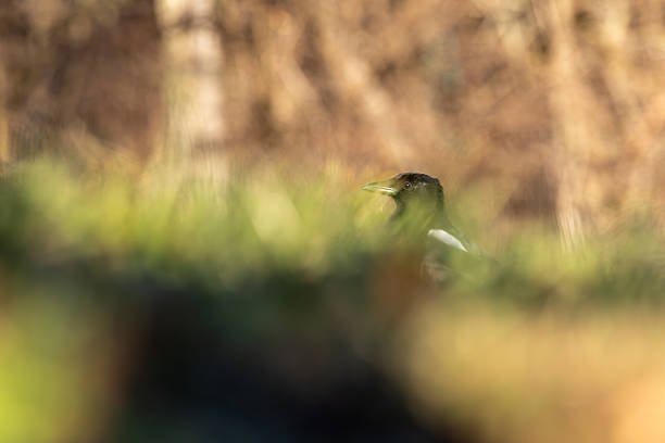 Magpie in the middle of a meadow