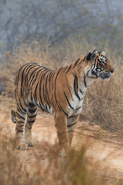 istock The Ranthambore Tiger in India 2212234070