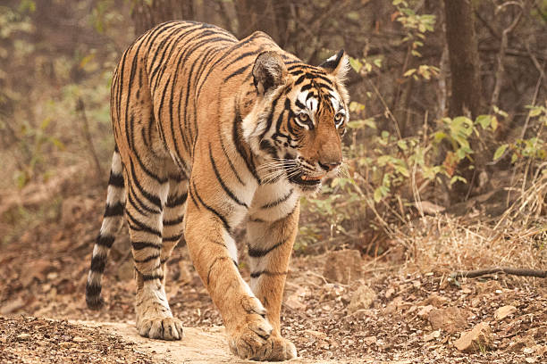 istock The Ranthambore Tiger in India 2212234072