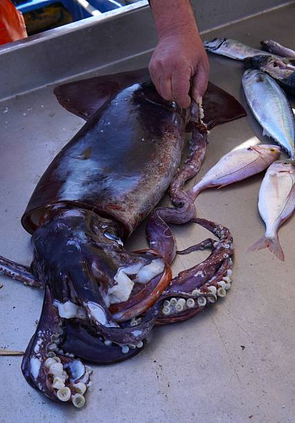 A freshly caught giant squid at a seafood market.